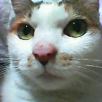 我が家の猫『こばん』