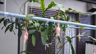 コーディング画面